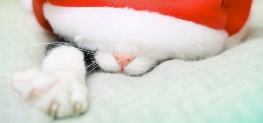 afterchristmassnooze